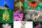 Il valore della biodiversit�