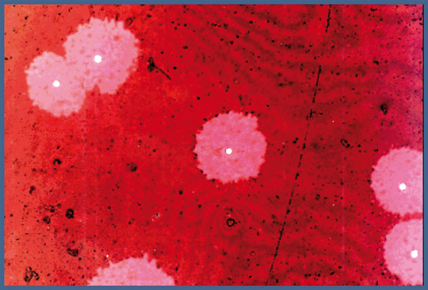 Tracce delle particelle alfa su pellicola LR115 (puntini bianchi circondati da alone più chiaro).