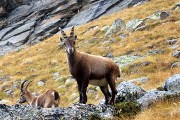 Gran Paradiso