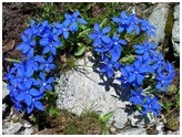 Genzianella