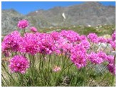 Fiori di montagna