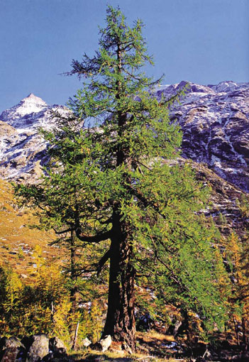 Il larice monumentale, non lontano da Prarayer.