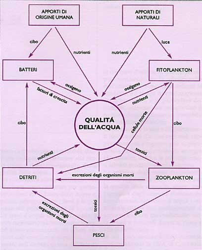 Definizione dell'ecosistema gravitante attorno alla qualità dell'acqua (tratto da "Depurazione biologica" di R. Vismara, ed. Hoepli 1998).