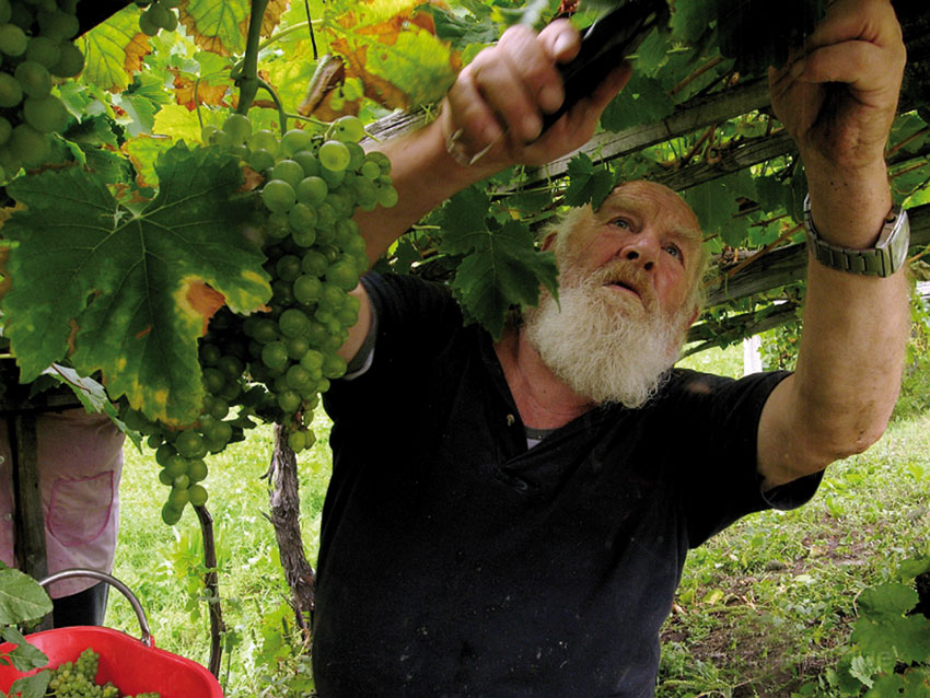 Vendemmia nei vigneti di Morgex-La Salle.