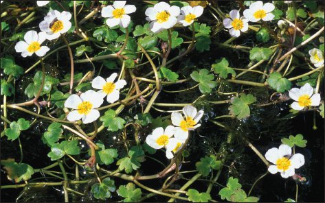 Ranunculus acquatilis.