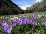 da Cogne