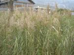 Phragmites australis