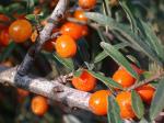 Hippophae rhamnoides L.
