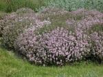 Thymus vulgaris L. VARICO