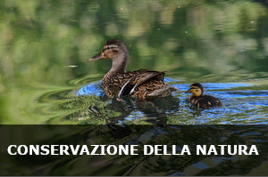 Conservazione e tutela della biodiversità