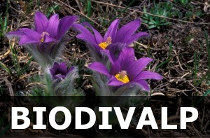 Biodivalp