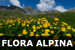 Flora alpina