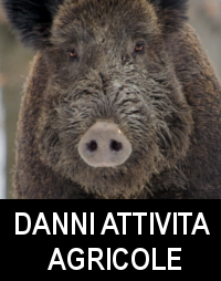 Danni attività agricole