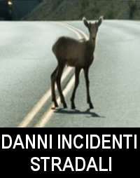 Danni per incidenti stradali