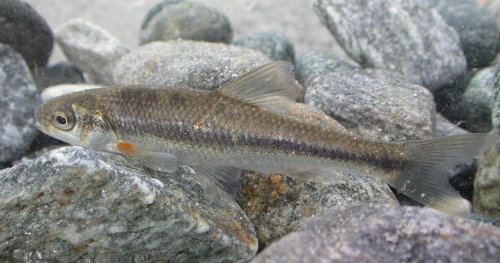 Pesci Piccoli E Arancioni Si Trovano Sulle Rocce In Un Lago