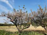 Erosioni fogliari su melo