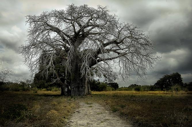 "Baobab il vegliardo" di Elvezio Pagani